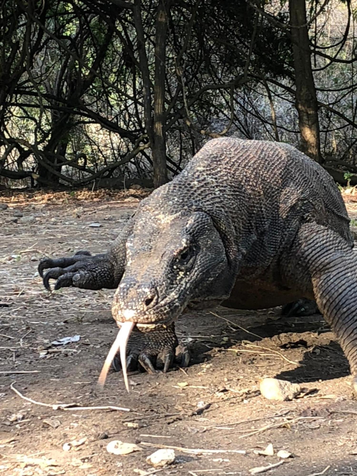 Dua Putri Komodo Homestay المظهر الخارجي الصورة