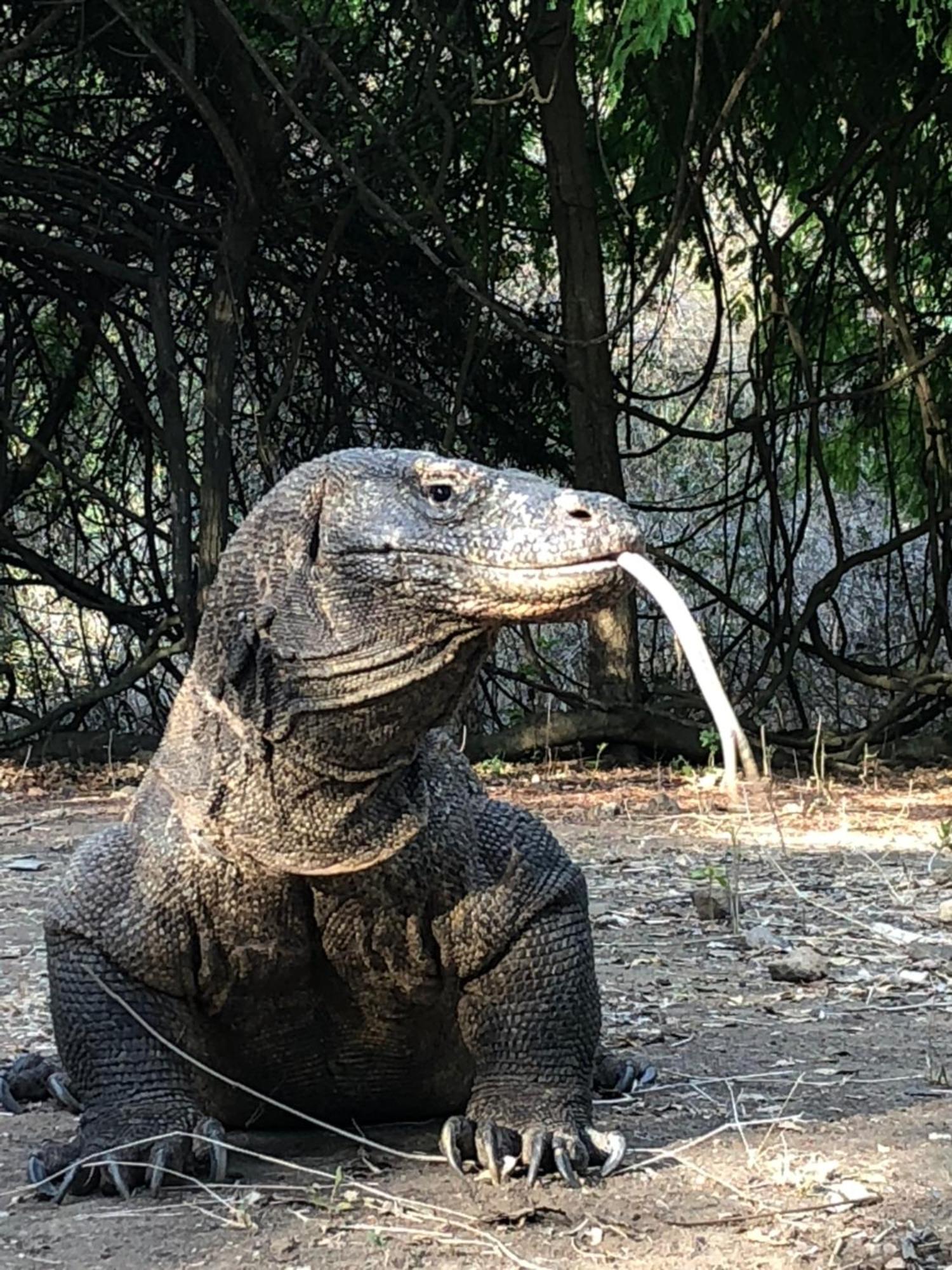 Dua Putri Komodo Homestay المظهر الخارجي الصورة