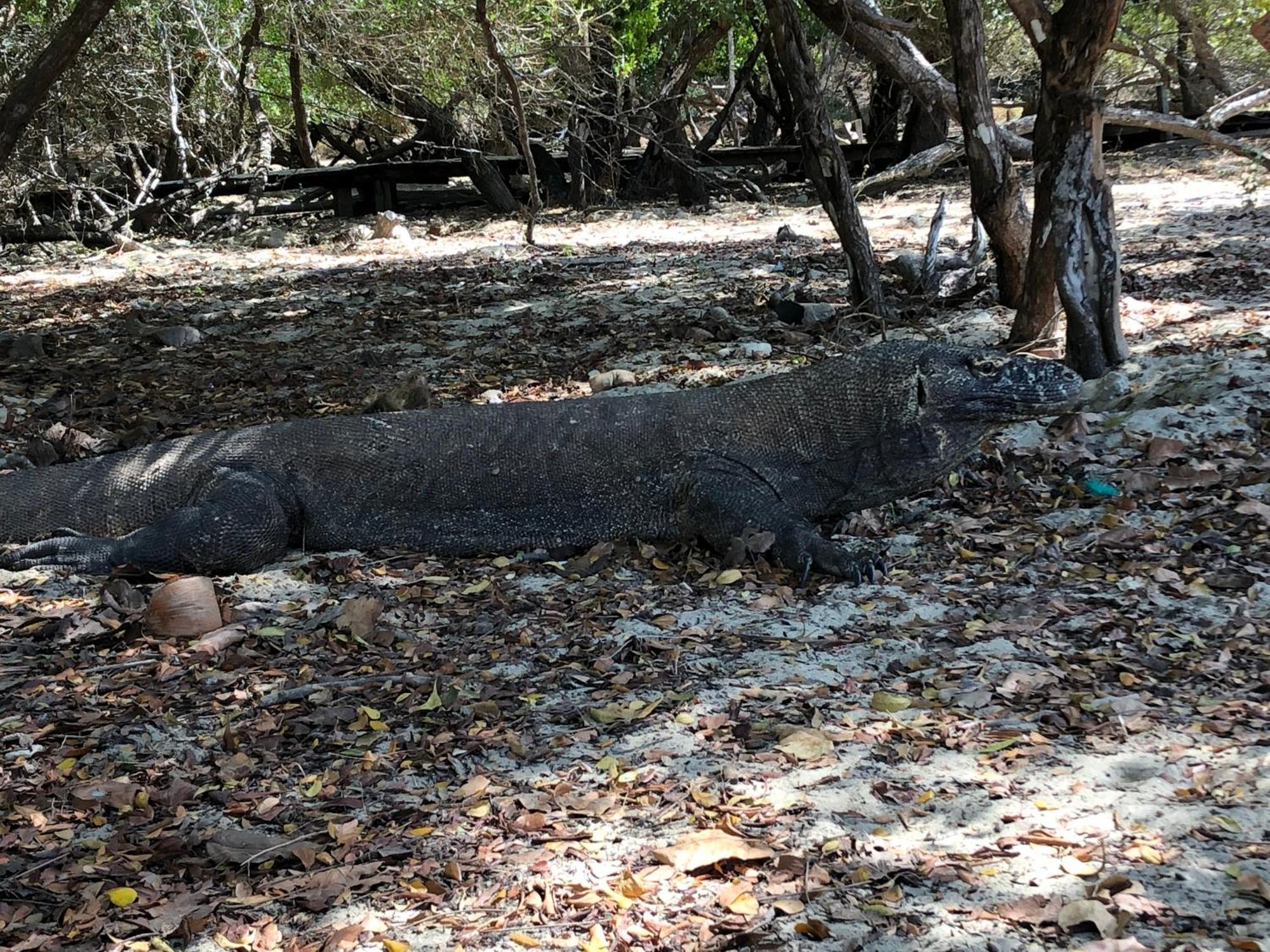 Dua Putri Komodo Homestay المظهر الخارجي الصورة