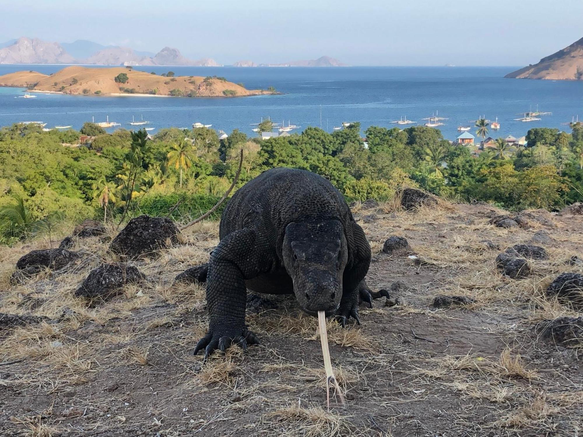 Dua Putri Komodo Homestay المظهر الخارجي الصورة
